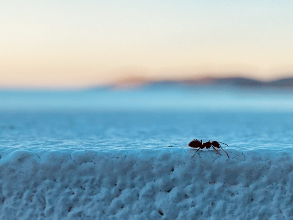The Intelligence of the Tiny