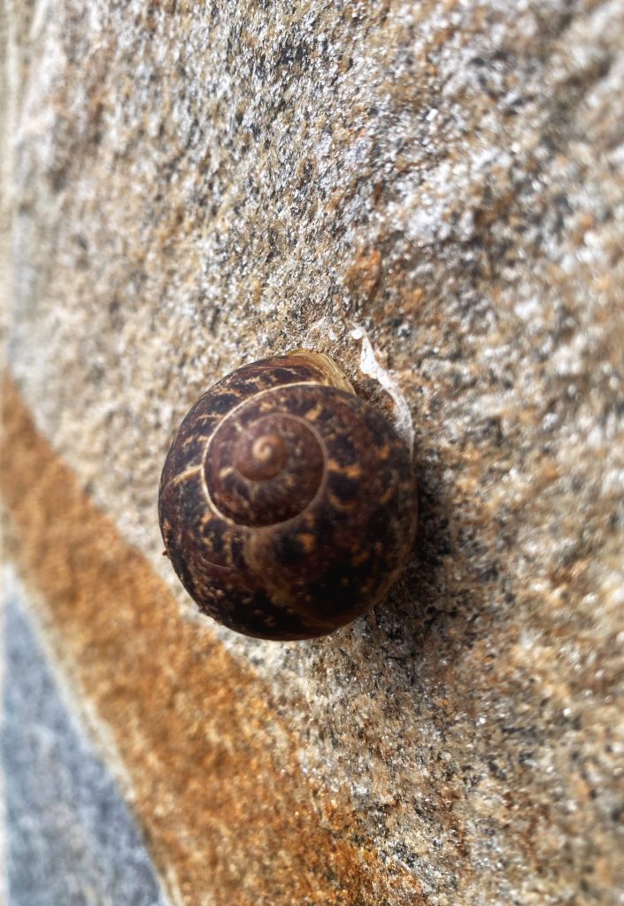 The Slow Architecture of Nature