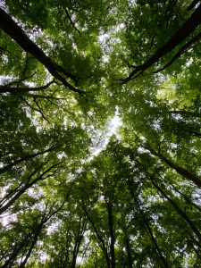 A Sky Framed in Green