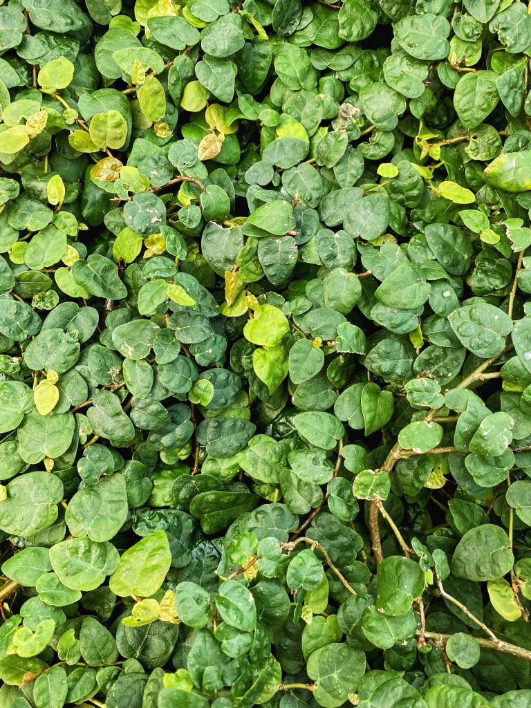 The Rhythm of Leaves