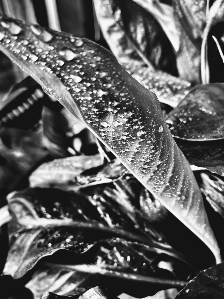 Nature's Contrast