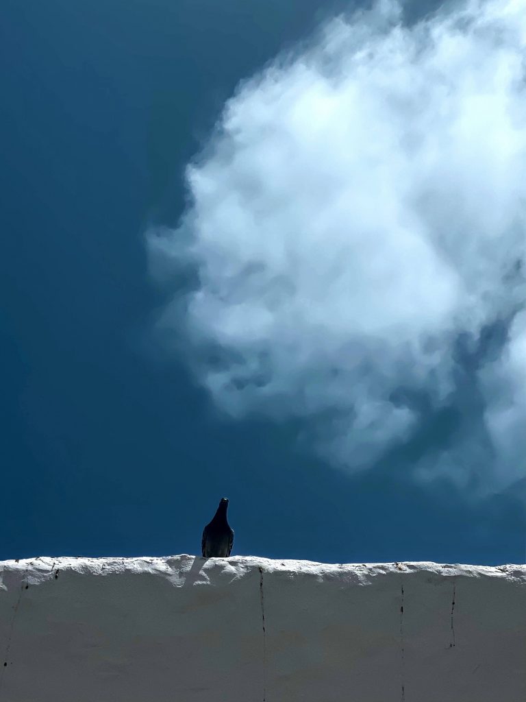 The Art of Watching Back