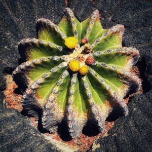 A Circle of Quiet Growth