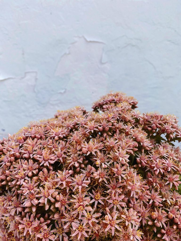 A Quiet Burst of Pink Light