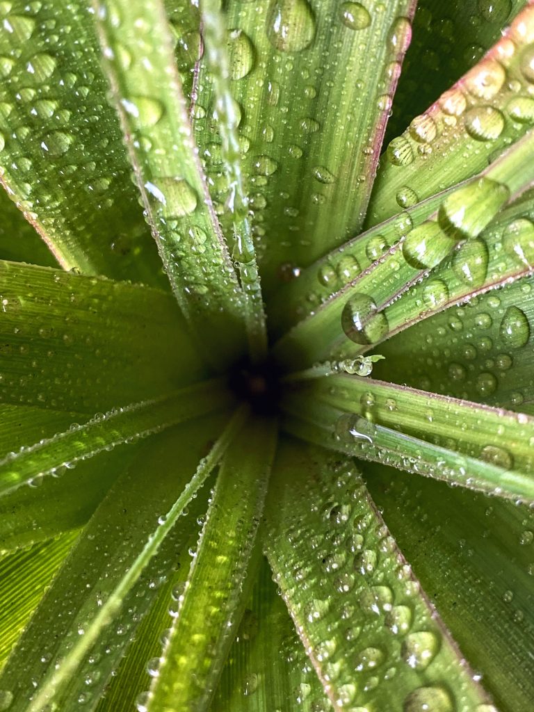 Natural Symmetry
