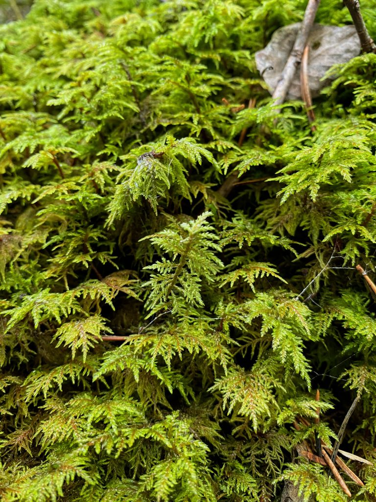 A Quiet World in Green