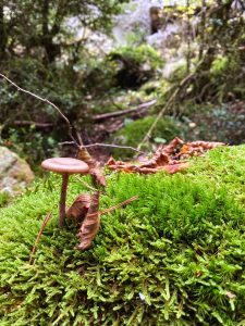 A Mushroom, a Leaf, and a Quiet World