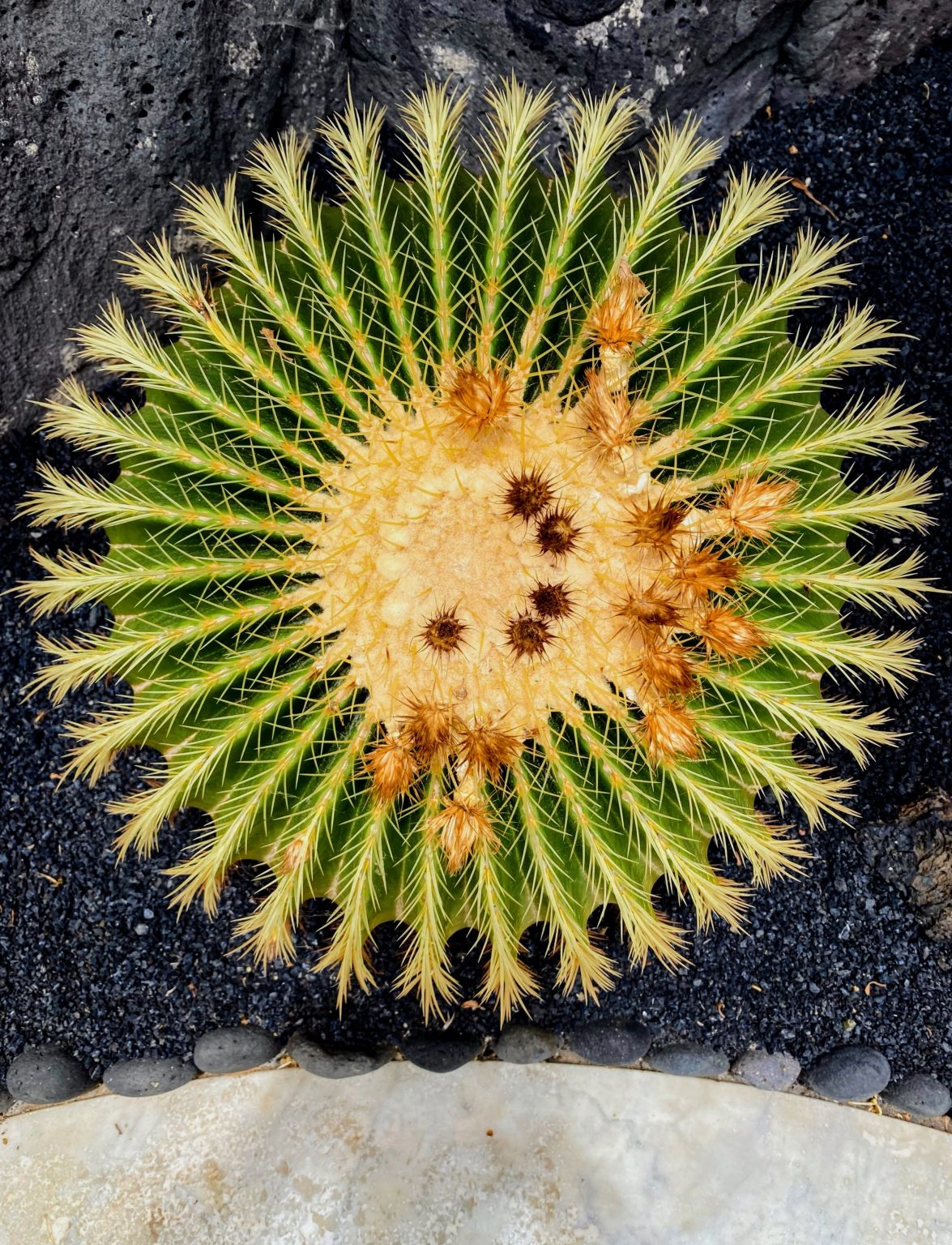 Where Growth Becomes Pattern