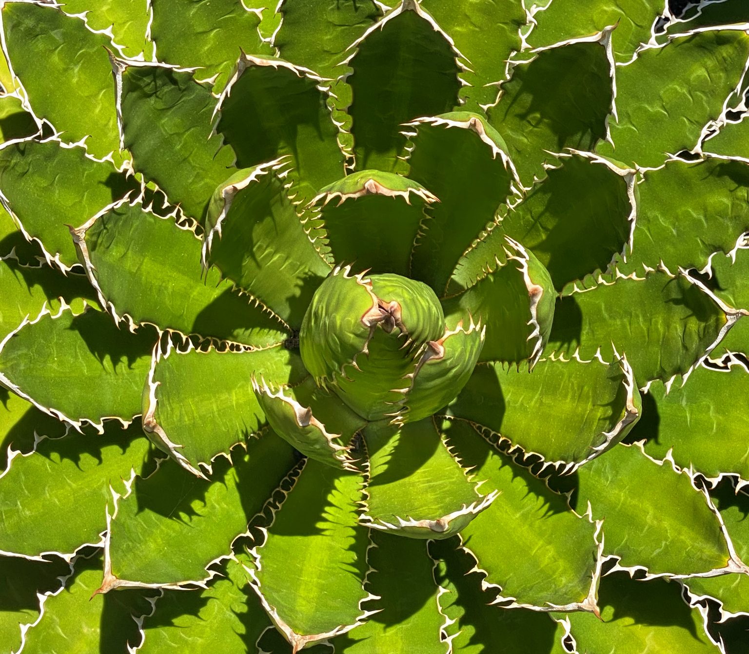 Geometry of Life