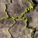 Patterns of Becoming Life