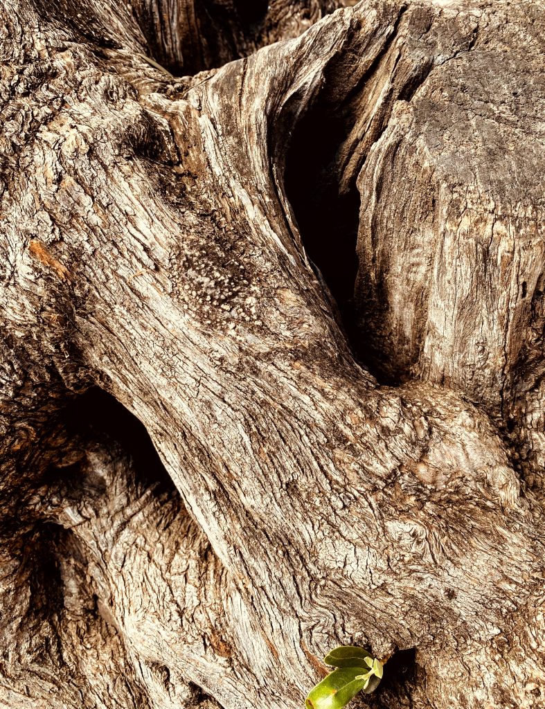 The Flow of Rooted Strength
